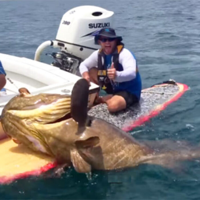 412-pound goliath grouper