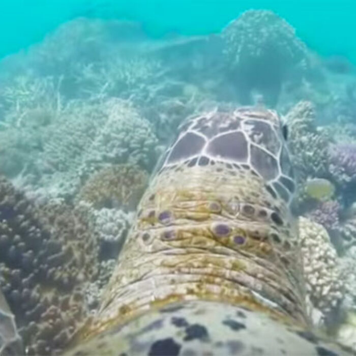 A Turtle Tour of the Great Barrier Reef
