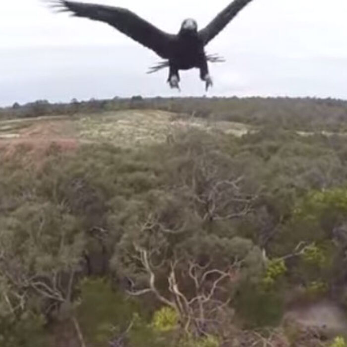Eagle Drone