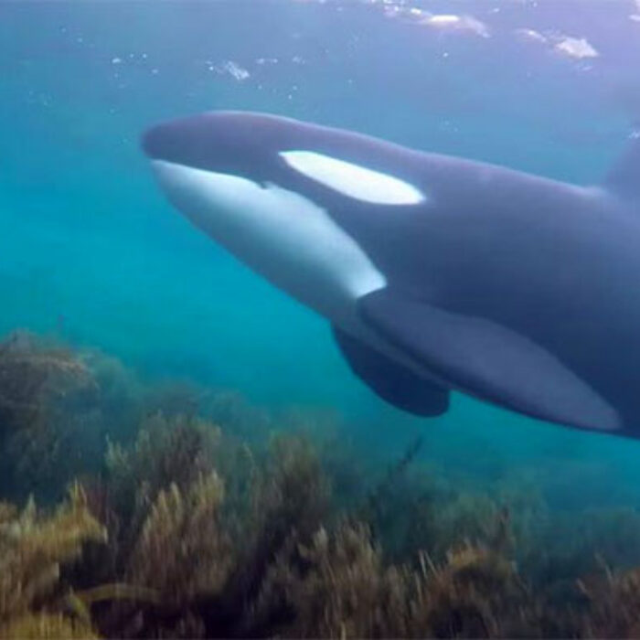 Surprise visit from orcas