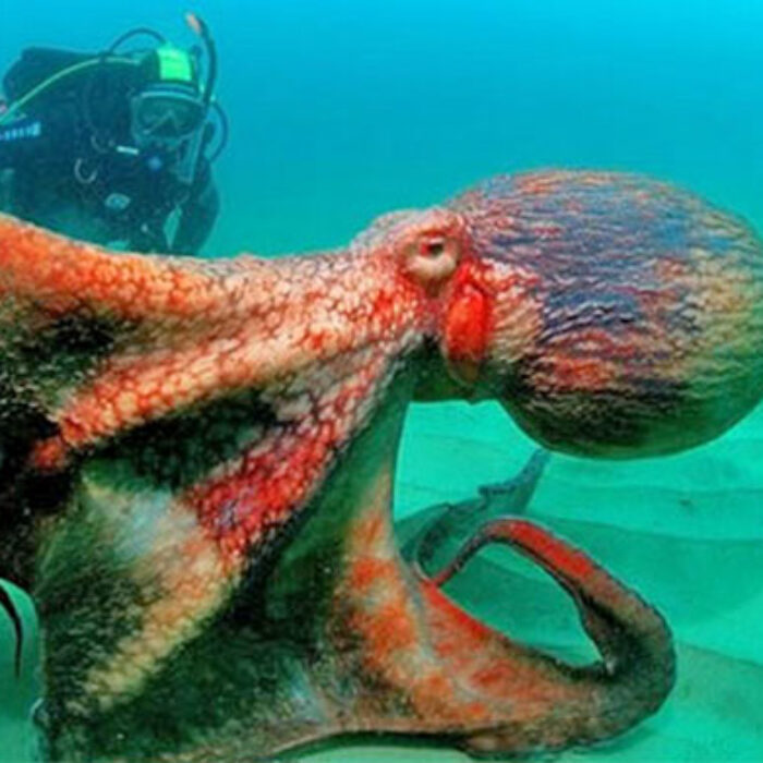 Octopus