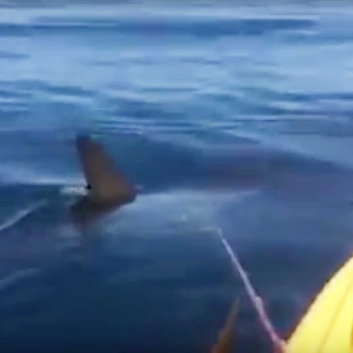 Here's a hammerhead saying hi to the kayakers of San Diego.