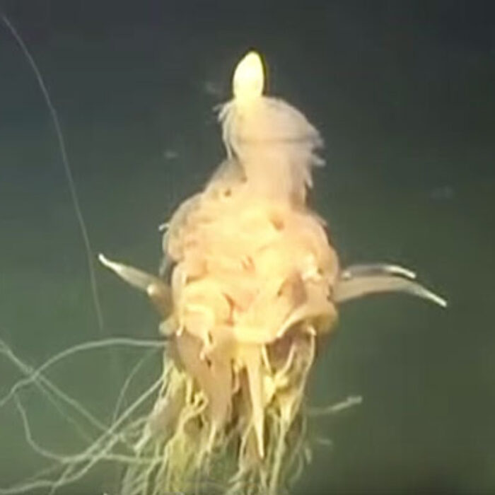 The creature they found swimming around their rig is nothing short of supremely strange.