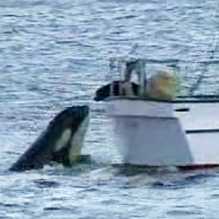Just off Vancouver Island on Canada's west coast, there was a killer whale named Luna.