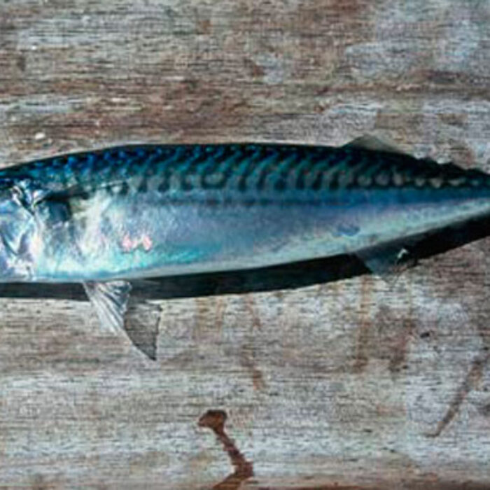 Mackerel. The REAL menace of the sea.