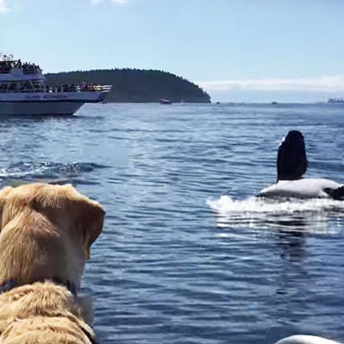 "He didn't even bark throughout this whole encounter, and Sailor barks at just about everything," the dog's owner, Kate Butler, told Pete Thomas Outdoors. "He was so excited that when we got off the boat he peed for 10 minutes."