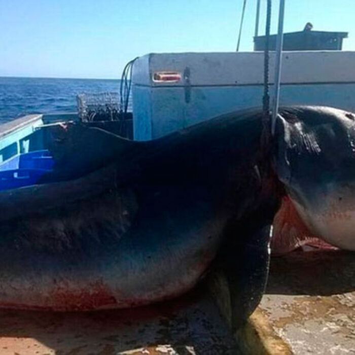 Where ever it was caught, it is a big shark. Photo: Facebook/Geoff Brooks