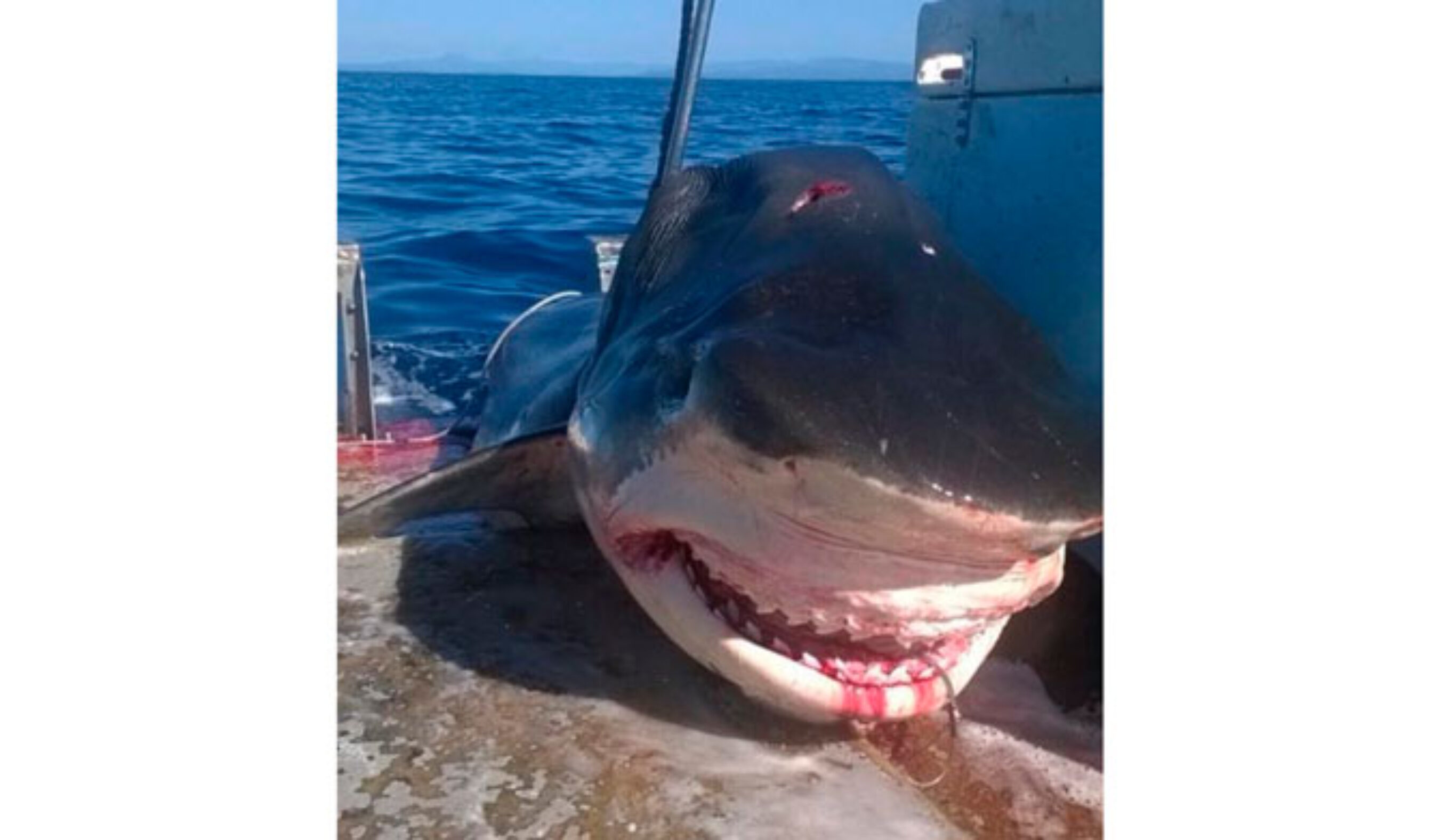 Where ever it was caught, it is a big shark. Photo:  Facebook/Geoff Brooks