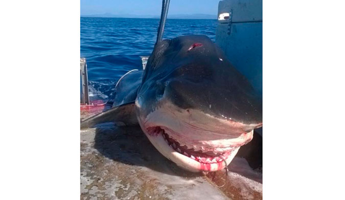 Where ever it was caught, it is a big shark. Photo: Facebook/Geoff Brooks
