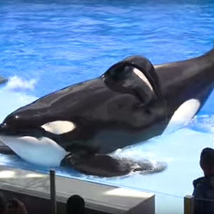The orca jail is constantly putting out these short videos that attempt to paint captive whales as happy, well adjusted creatures, which they are not. And holy shit, is it ever depressing.