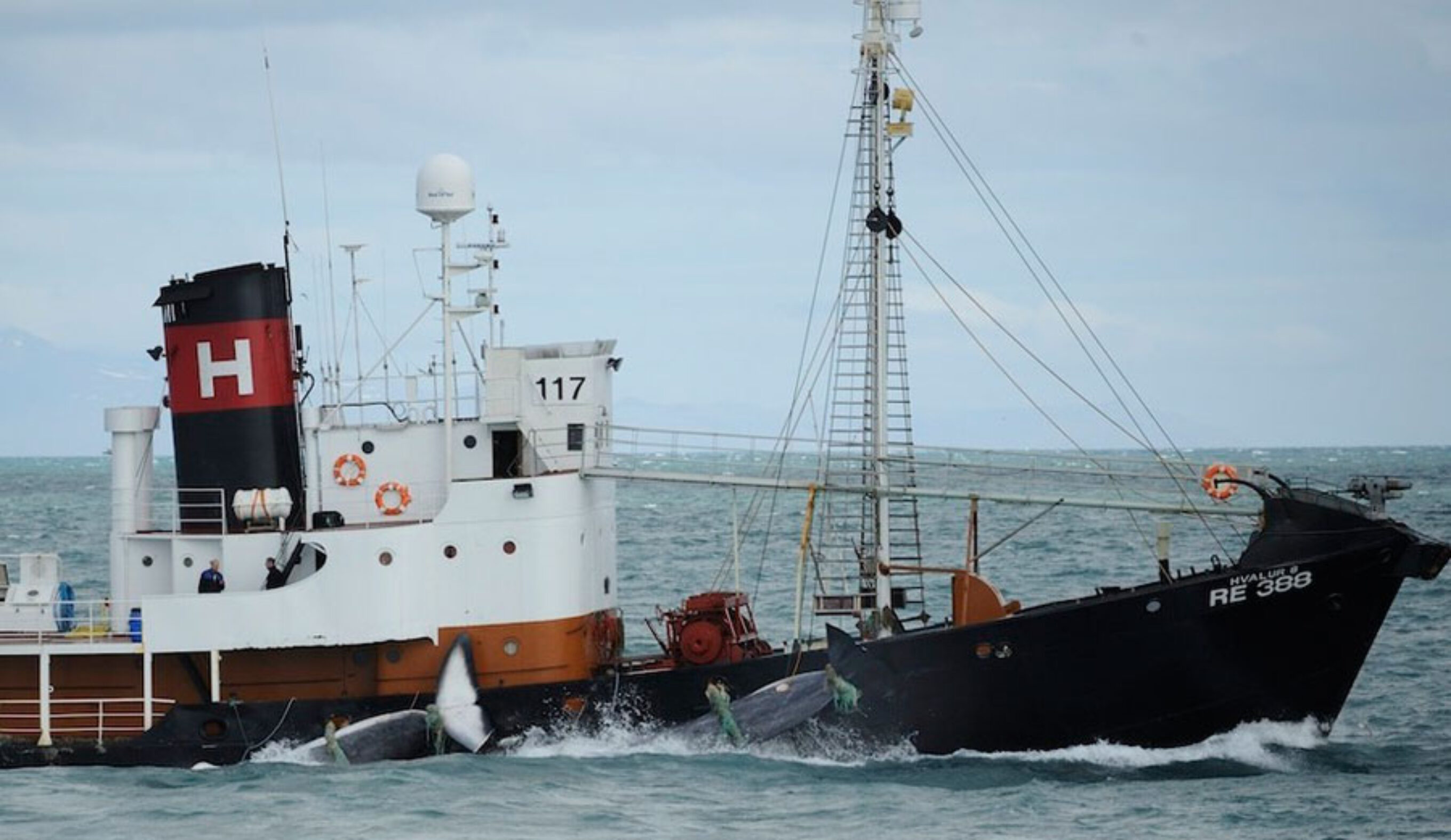 Timothy Baker wanted to see whales, but not like this. Photo: Timothy Baker