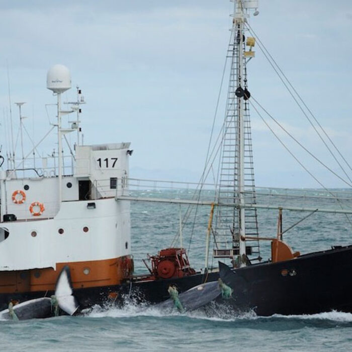 Timothy Baker wanted to see whales, but not like this. Photo: Timothy Baker