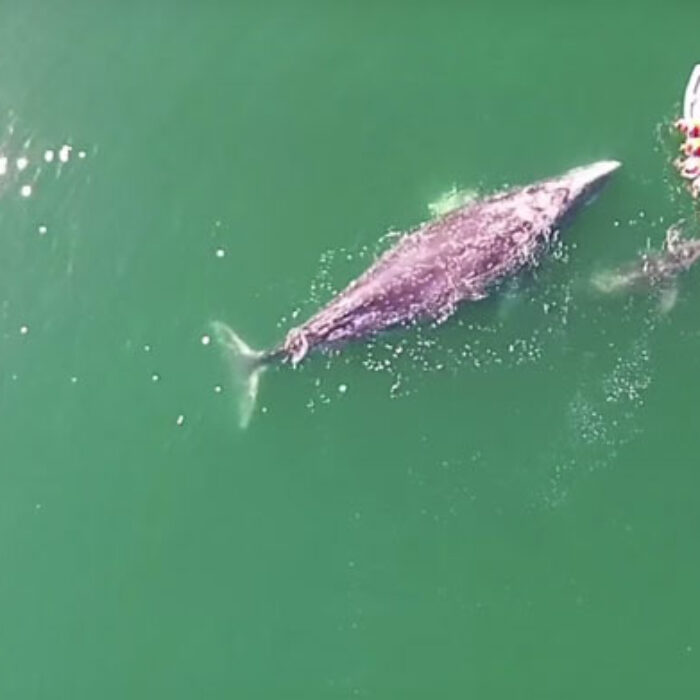 Stories like this just go to show that captive animals aren't necessary to impress us–in fact, seeing these beautiful creatures in the wild is much more impressive.