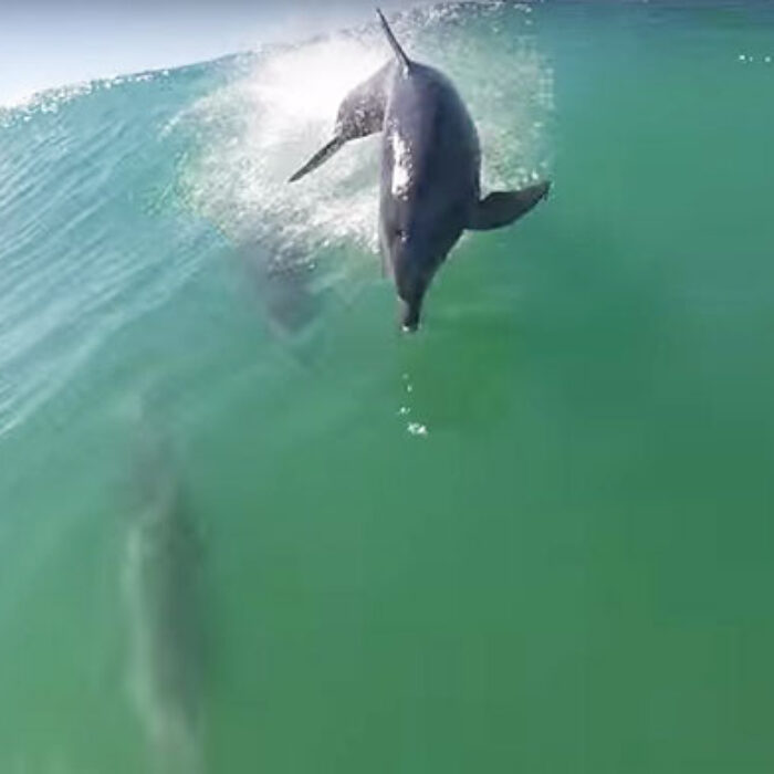 Dolphins are awesome creatures