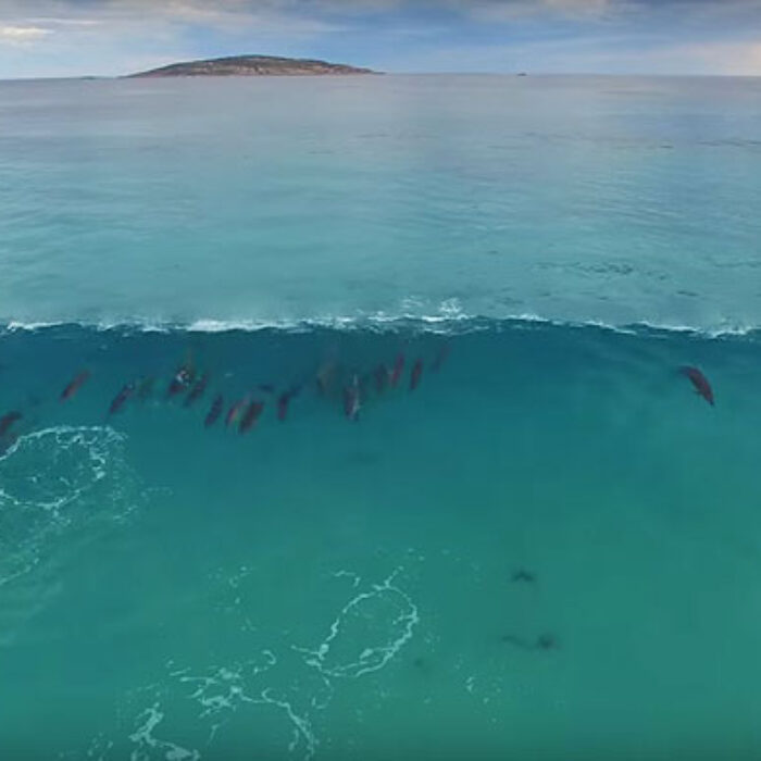 Dolphins are the greatest surfers on earth.