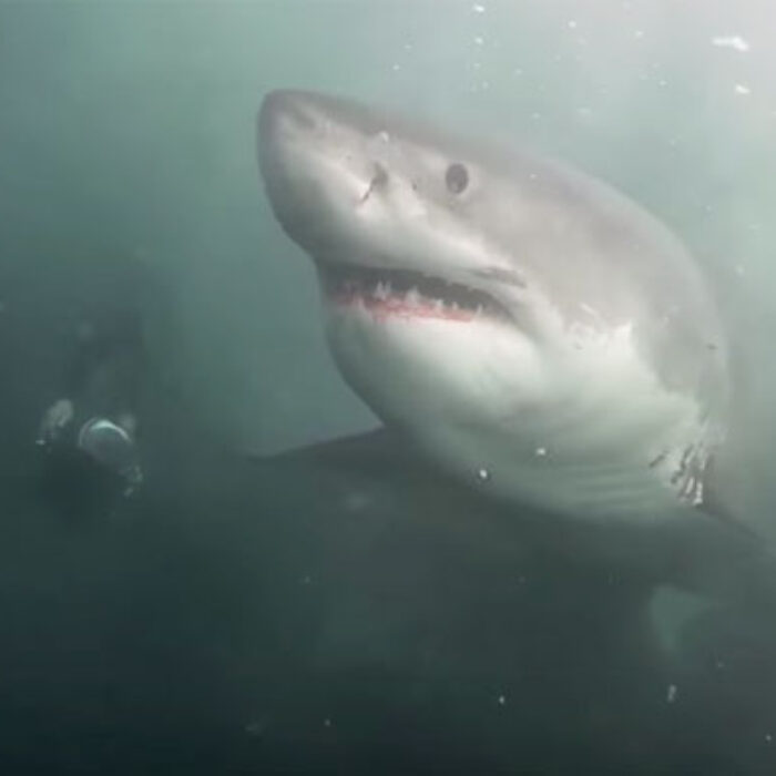 Cageless Shark Diving