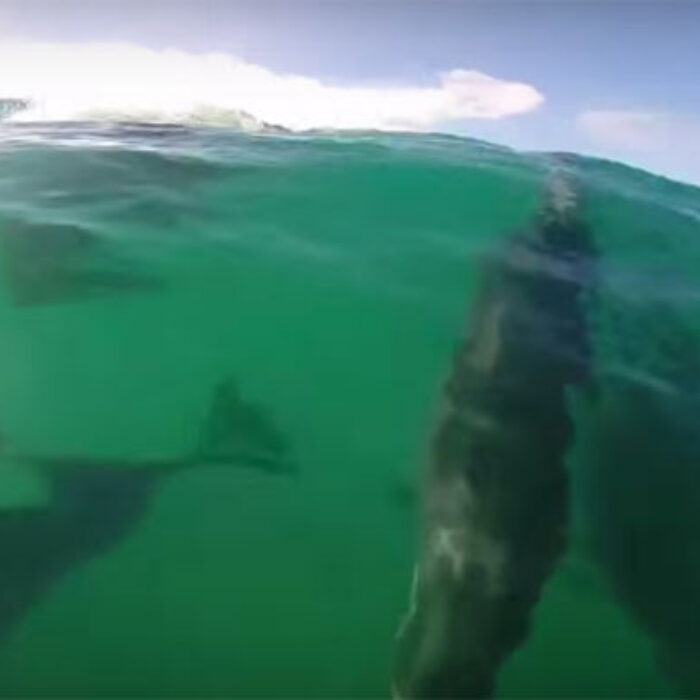 Dolphins Surfing