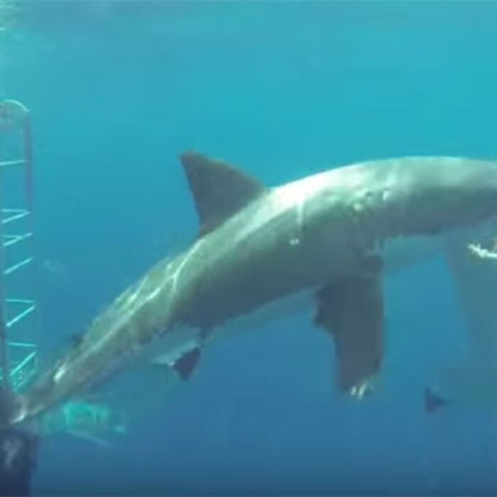 Great White Cannibalism