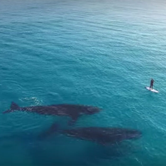 Paddle Boarding with Whales, Esperance Australia