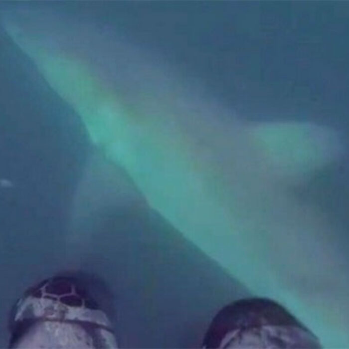 Great White Shark Encounter