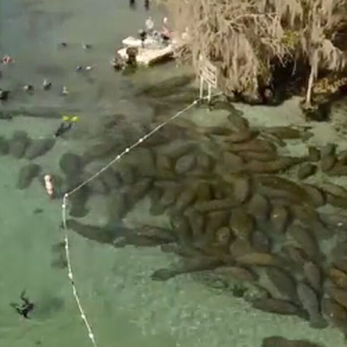 As humans will do, they gathered around the group, getting as close as possible. The manatees, however, decided en masse that they had had just about enough.