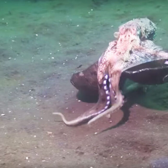 Octopuses are very strange creatures.