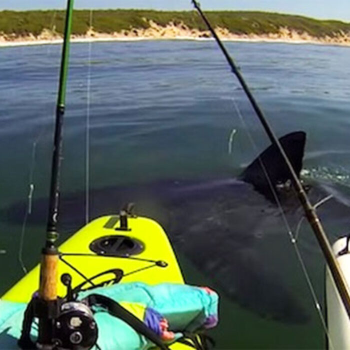 Great White South Africa