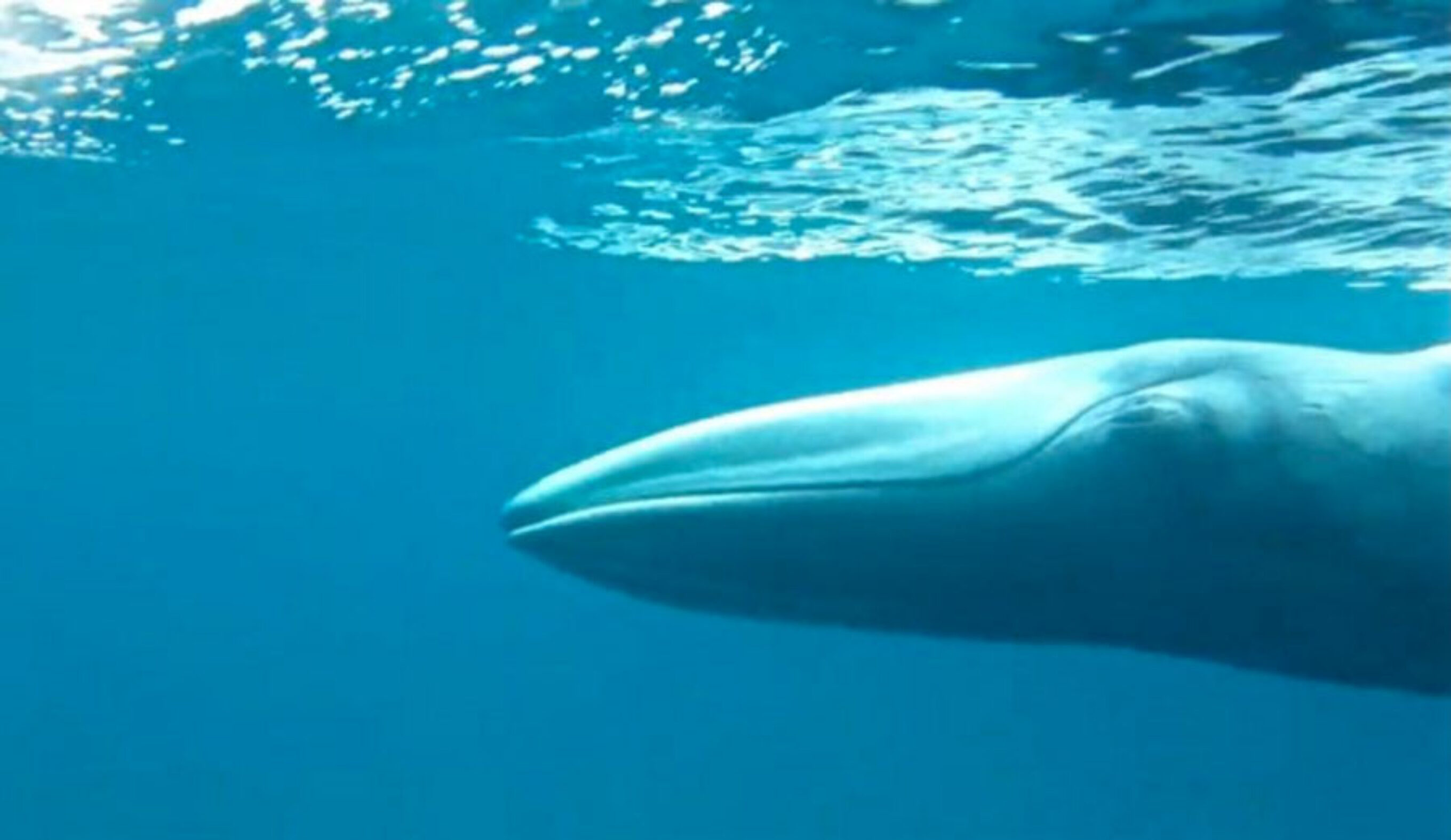 Another view of the strange whale, as seen from a frame grab from footage by Cerchio.