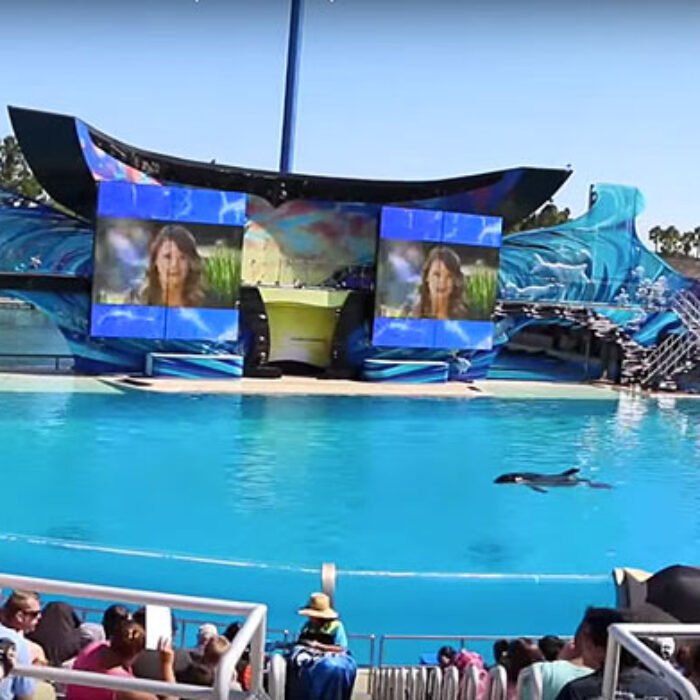 This whale, an intelligent creature, is quite simple bored out of its mind... and the fact that we pay to watch it is pretty damn disturbing.