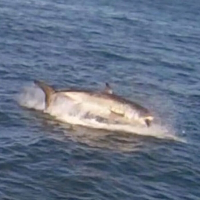 San Francisco Great White