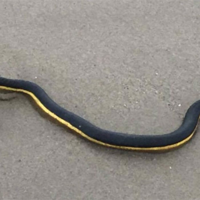 Yellow-Bellied Sea Snake SoCal