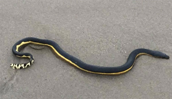 Yellow-Bellied Sea Snake SoCal