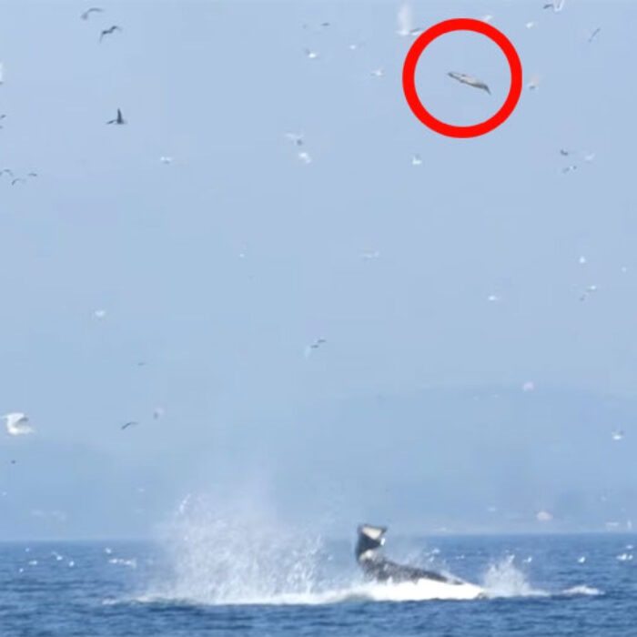 Killer Whale Launches Seal
