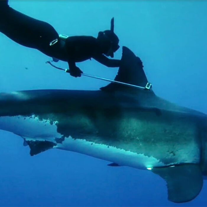 Kimi Werner Woman Rides Great White Shark