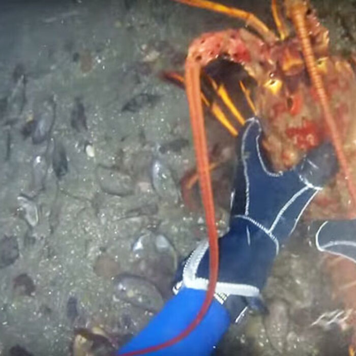 Diving for lobster is a slightly creepy venture.