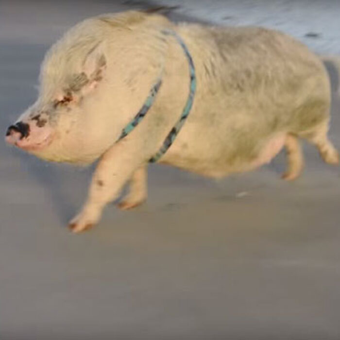 For a pig, he sure does express it well.