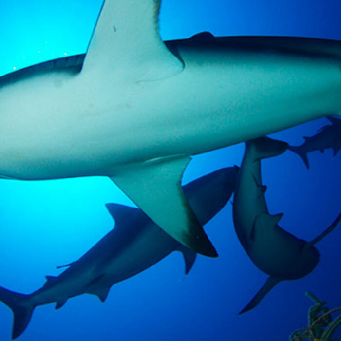 Caribbean reef sharks are just one of many species of shark that love Cuban waters.