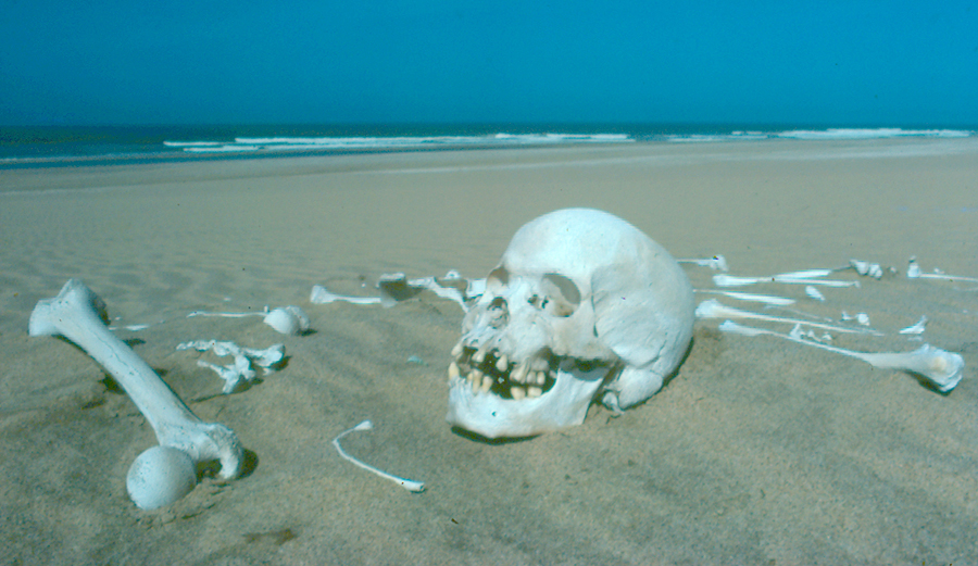 Is we living through the start of the environmental apocalypse? Photo: Peter Tarr