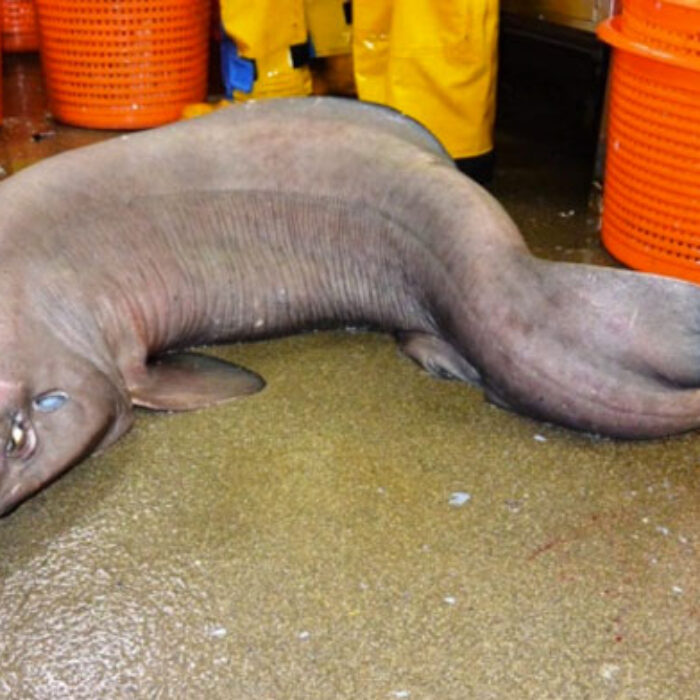 Researchers were pleasantly surprised to pull in sofa shark, the likes of which haven't been seen in over a decade. Photo: HeMedia
