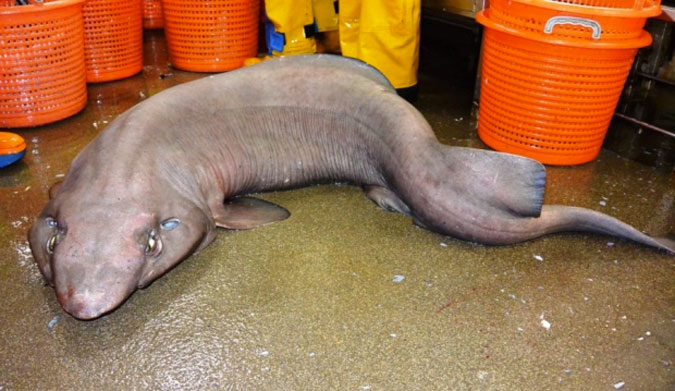 Researchers were pleasantly surprised to pull in sofa shark, the likes of which haven't been seen in over a decade. Photo: HeMedia