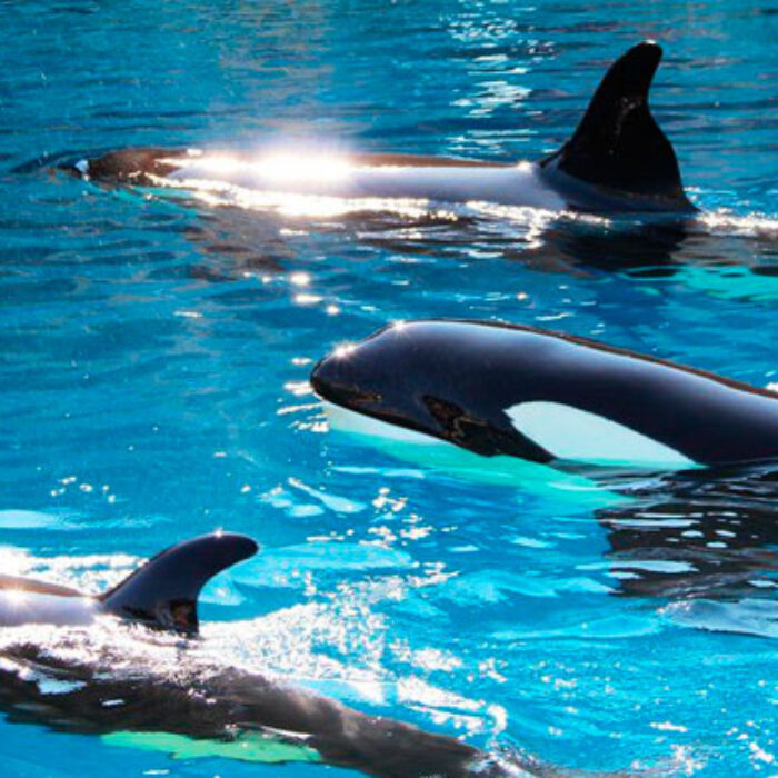 Valentin, at the top, swims with his mother Freya and another orca named Moana. Photo: Orca Aware