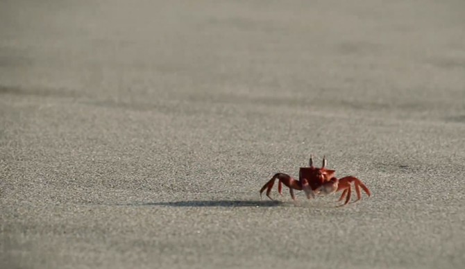 Screenshot: David Bertschinger Karg