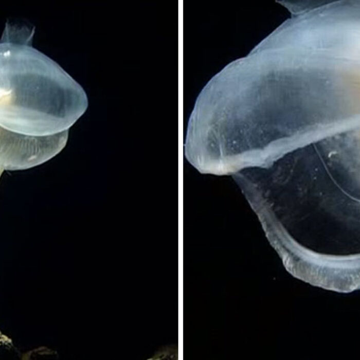 Predatory tunicate.