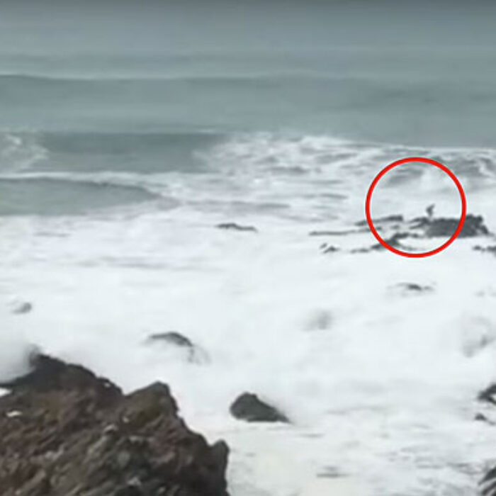 Last week, things got a little hairy in Cornwall.