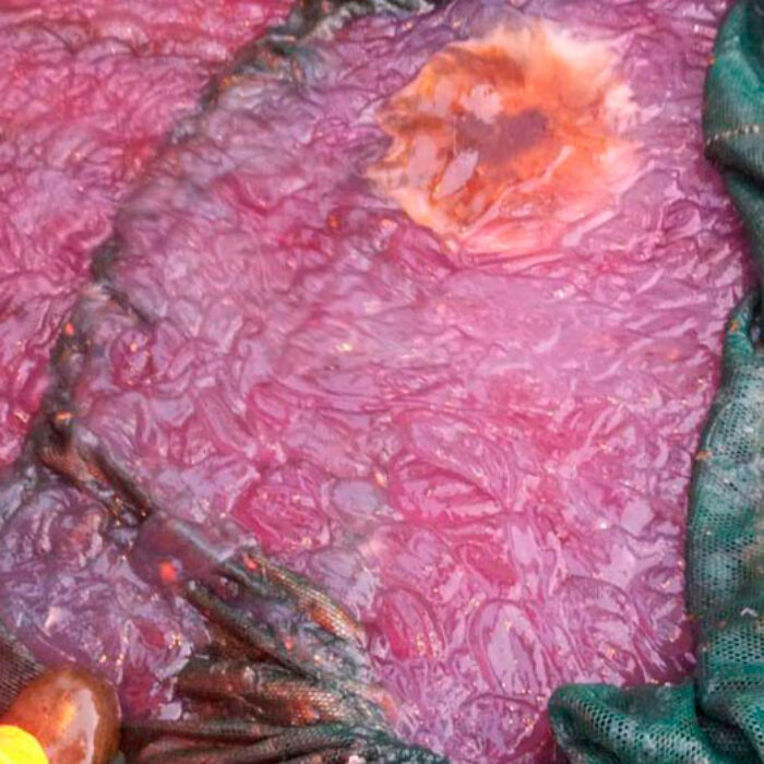 Mysterious purple slop that's plaguing Northern Norway's beautiful coast. Photo: Roger B. Larsen