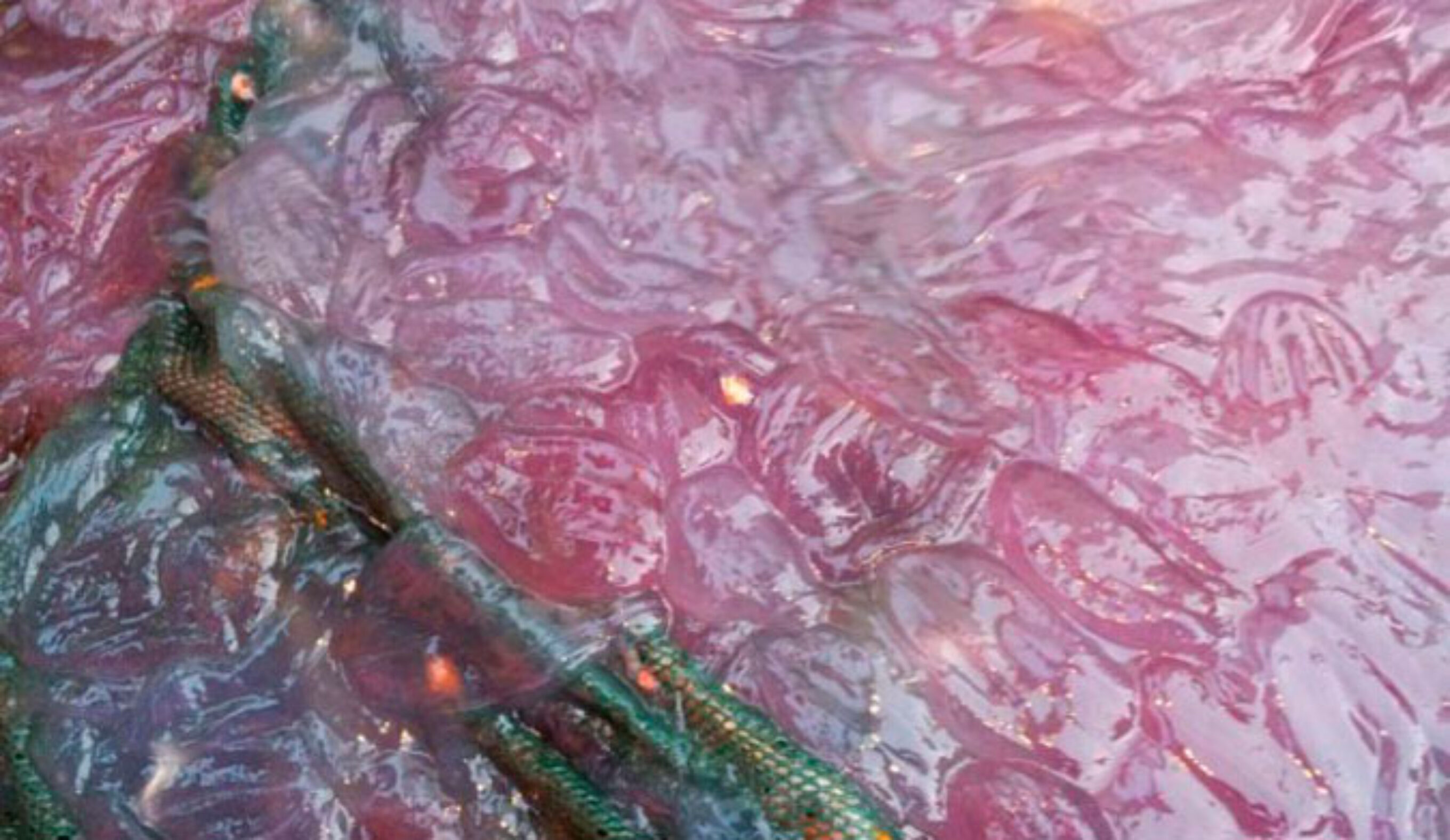 Purple Sludge