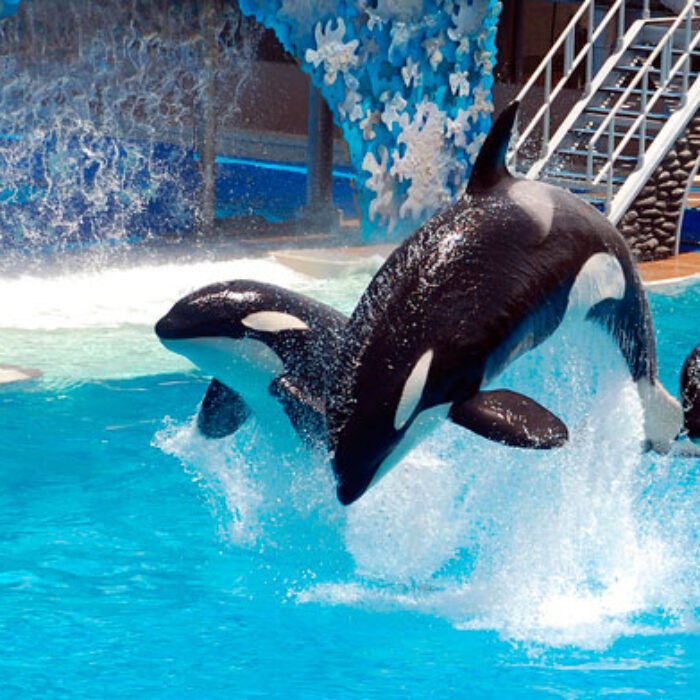 SeaWorld's orca attraction will come to an end next year... but it's just being repackaged.