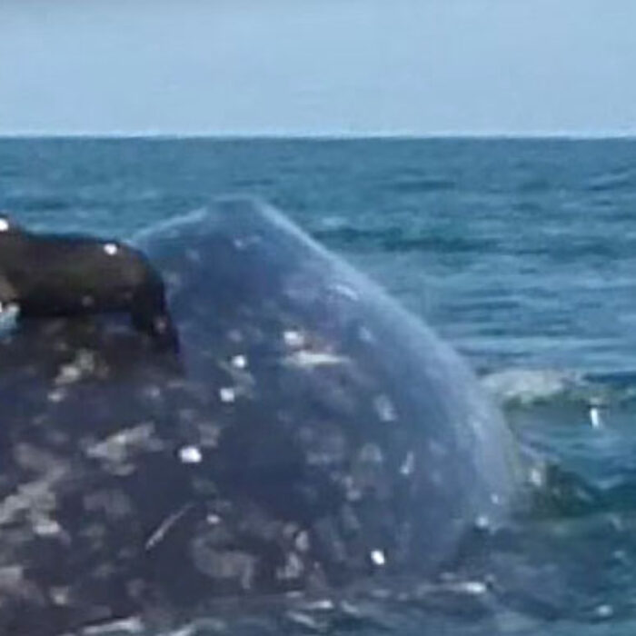 when this seal found itself in a position to hitch a short ride on the back of a whale, well, it did just that. And we'll be damned if it's not the cutest thing on the internet.