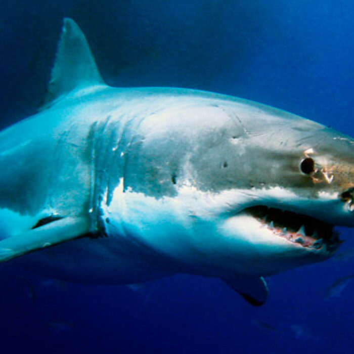 Great whites off the coast of South Africa have the lowest genetic lineage in the world. Photo: Shutterstock