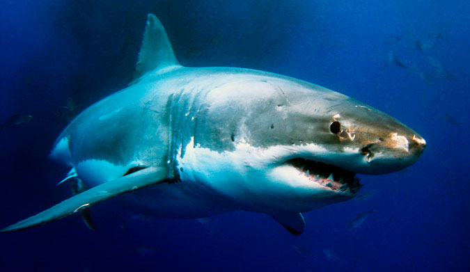 Great whites off the coast of South Africa have the lowest genetic lineage in the world. Photo: Shutterstock